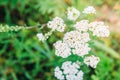 Medicinal wild herb Yarrow flowers on grass background