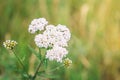 Medicinal wild herb Yarrow flowers on grass background