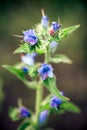 Medicinal wild spring flowers