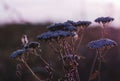 Medicinal wild yarrow grass during flowering, close-up at sunset