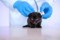 Medicine for animals.Baby kitten and veterinarian.Black kitten in the hands of a doctor.Cat health.Examining with a