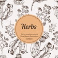 Medicine herb vector seamless nature pattern. Hand drawing sketch illustration