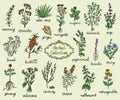 Medicine herbs collection, hand drawn doodle illustration