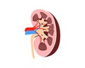 Medicine Kidney anatomy Royalty Free Stock Photo