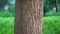Medicine and natural panacea, Sahajan or Moringa oleifera or Drumstick tree trunk with deeply bark gap.