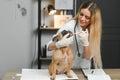 medicine, pet care and people concept - close up of french bulldog dog and veterinarian doctor hand at vet clinic Royalty Free Stock Photo