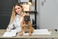 medicine, pet care and people concept - close up of french bulldog dog and veterinarian doctor hand at vet clinic Royalty Free Stock Photo