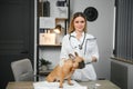 medicine, pet care and people concept - close up of french bulldog dog and veterinarian doctor hand at vet clinic Royalty Free Stock Photo