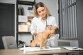 medicine, pet care and people concept - close up of french bulldog dog and veterinarian doctor hand at vet clinic Royalty Free Stock Photo