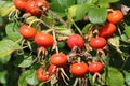 The medicine of rozenbottel rozen shrub