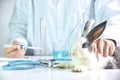 Medicine and vaccine research, Scientist testing drug in rabbit animal.