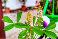 Medick Yellow Flower Green Plant Royalty Free Stock Photo