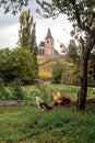 Medieval church of Saint-Jacques-le-Major in Hunawihr Alsace Royalty Free Stock Photo