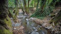 Medieval stone bridge in Paphos forest, Cyprus. Elia bridge was built by Venetians in the 16th cÃÂµntury