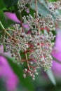 Medinilla flower