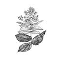 Medinilla. Flowering plants. Tropical or exotic leaves and leaf. Vintage fern. Engraved flowers. Hand drawn. Botanical