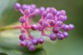 Medinilla magnifica flower