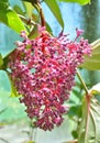 Medinilla magnifica flower