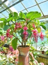 Medinilla magnifica flower growing in the pot