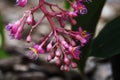 Medinilla magnifica flower