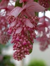 Medinilla Magnifica in oriental vases in The Embarcadere at the The Royal Greenhouses at Laeken, Brussels, Belgium Royalty Free Stock Photo