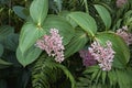 Medinilla speciosa in bloom