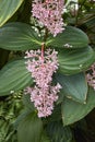 Medinilla speciosa in bloom