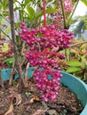 Medinilla speciosa