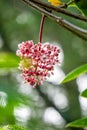 Medinilla speciosa (Parijata, Parijoto, Showy Asian Grapes) flower