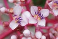 Medinilla speciosa (Parijata, Parijoto, Showy Asian Grapes) flower