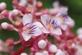 Medinilla speciosa (Parijata, Parijoto, Showy Asian Grapes) flower