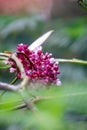 Medinilla speciosa (Parijata, Parijoto, Showy Asian Grapes) flower