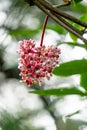 Medinilla speciosa (Parijata, Parijoto, Showy Asian Grapes) flower