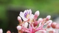 Medinilla speciosa (Parijata, Parijoto, Showy Asian Grapes) flower