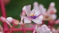 Medinilla speciosa (Parijata, Parijoto, Showy Asian Grapes) flower