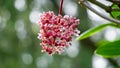 Medinilla speciosa (Parijata, Parijoto, Showy Asian Grapes)