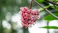 Medinilla speciosa (Parijata, Parijoto, Showy Asian Grapes)