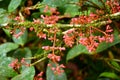 Medinilla Speciosa