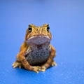 Meditating American Toad Royalty Free Stock Photo