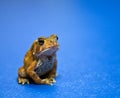 Meditating American Toad