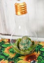 Lightbulb craft, with buddha on bed of moss, on sunflower table meditatiion Royalty Free Stock Photo