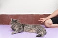 Meditation, healthy and relaxing habits for the body, connection with the now. Girl next to his cat Royalty Free Stock Photo