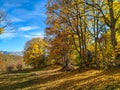 Meditation in peaceful and calming natural environment and a meadow covered in leaves surrounded by colorful autumn nature on a