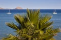 Mediteranean coastline with palm tree, yachtes and blue sea. Valencia Royalty Free Stock Photo