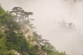 Mediteranean mountain flora coverd with fog