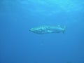 Mediterranean Barracuda