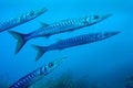 Mediterranean  Barracuda, Cabo Cope Puntas del Calnegre Natural Park, Murcia, Spain Royalty Free Stock Photo