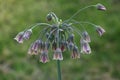 Mediterranean Bells Allium Flower close up