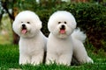 Mediterranean bichon frises Royalty Free Stock Photo