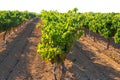 Mediterranean Bobal grapes in vineyard